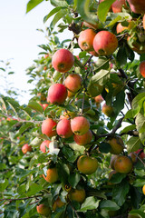 Apple tree with red ripe healthy fruits, plantation of apples, harvest in summer or autumn,...