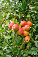 Apple tree with red ripe healthy fruits, plantation of apples, harvest in summer or autumn,...
