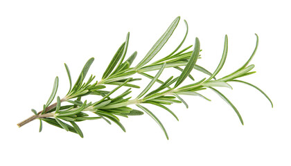 Fototapeta premium Fresh green rosemary sprig on a plain white background with detailed natural leaf textures shown