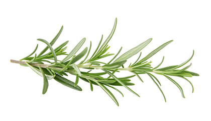 Fototapeta premium Fresh sprig of rosemary isolated on a white background with sharp green leaves visible closely