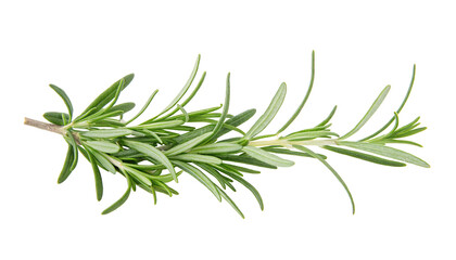 Fototapeta premium A fresh sprig of green aromatic rosemary captured on a clear white background in high definition