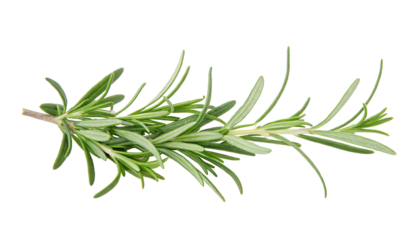 A fresh sprig of green aromatic rosemary captured on a clear white background in high definition