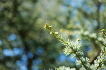 Cedar Tree Branches in Spring in Europe Cedrus Atlantica Glauca