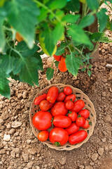 Tomato harvest