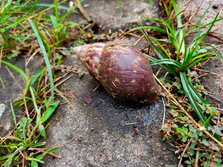 After Rain: Snail on Pavement
