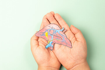 Liver organ, hepatitis infection disease, diagnosis of cancer, cirrhosis health issue, alcoholic...