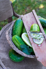 Cucumber harvest salad