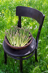 Asparagus harvest