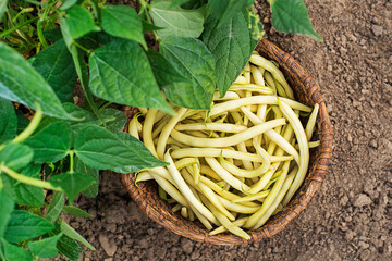 Yellow string beans
