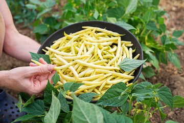Yellow string beans
