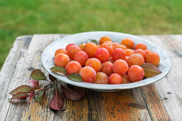 Red plum