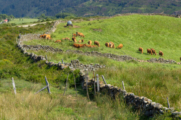 Cows Grazing Peacefully on Lush Green Hillside