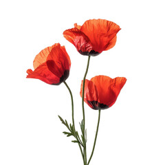 Naklejka premium Vibrant red poppy flowers isolated against a Transparent background showcasing their delicate beauty and structure, Poppy flowers isolated on PNG background