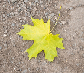 Colorful green maple leaf resting on gravel path during autumn season