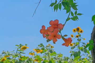 Orange trumpet creeper under the blue sky