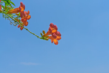 Orange trumpet creeper under the blue sky