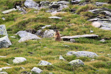 Alpine marmot watches from a flowered slope in Texelgruppe mountains, Dolomites. Typical...