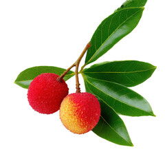 Two Red Lychees on Branch with Green Leaves isolated on a transparent background
