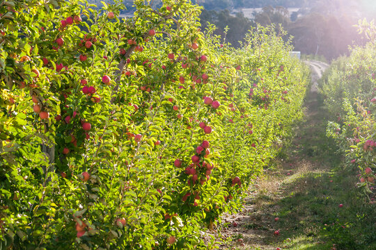 Rows of apple trees in an orchard