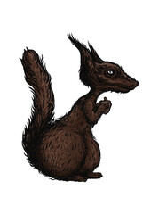 Fototapeta premium squirrel