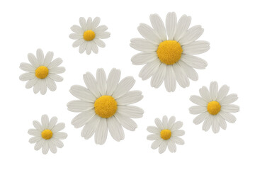 Fototapeta premium Several white daisies with yellow centers are floating on a transparent background, creating a cheerful and natural scene