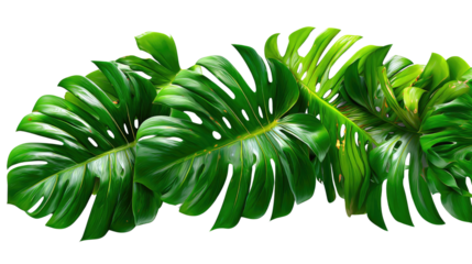 Tropical green leaves, A close-up shot captures vibrant, lush Monstera Deliciosa leaves in a tropical, natural setting, their unique split shape displayed beautifully.