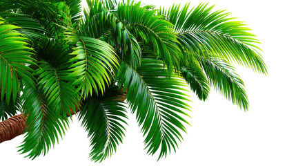 Tropical Serenity: Close-up captures vibrant, textured leaves of a lush palm, basking in sunlight, conveying the essence of a tropical getaway and offering a refreshing visual experience.