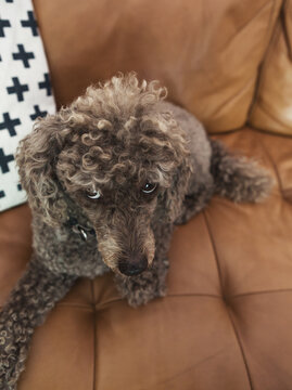 Brown toy poodle laying on the couch looking up from the sofa