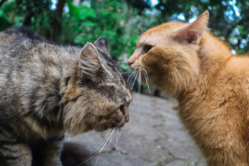 Ginger cat and brown cat fighting each other. Two angry cats fighting screaming, scratching and...