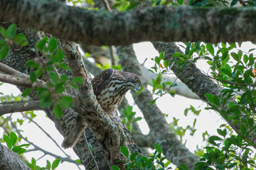 A crested goshawk, a medium-sized raptor, perched on a tree branch amidst lush green foliage. The goshawk has distinctive dark brown feathers with lighter bars and a prominent crest on its head.