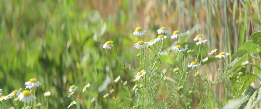 Matricaria chamomilla flowers by wheat crops 4K scope video