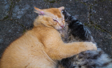 Ginger cat and brown cat fighting each other. Two angry cats fighting while screaming, scratching...