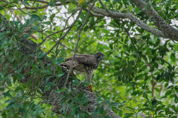 A crested goshawk, a medium-sized raptor, perched on a tree branch amidst lush green foliage. The goshawk has distinctive dark brown feathers with lighter bars and a prominent crest on its head.