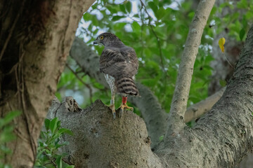 A crested goshawk, a medium-sized raptor, perched on a tree branch amidst lush green foliage. The goshawk has distinctive dark brown feathers with lighter bars and a prominent crest on its head.