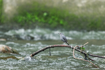 A Plumbeous Water Redstart stands on a wood branch in a flowing stream. Its reddish tail adds a pop...