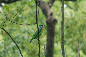 A vibrant Taiwan Barbet perches amid tangled branches. Its stout black beak grasps a small berry, caught feeding on its favorite fruit. Surrounding glossy leaves create a natural green backdrop.