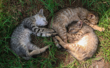 three kittens sleeping cuddling together on the grass, tabby cats sleeping together