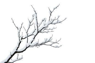 Obraz premium Leafless tree branches covered with snow on corner, cut out