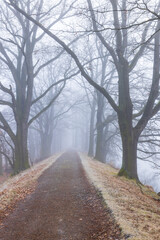 Obraz premium Misty Pathway Through Bare Winter Trees in Czechia