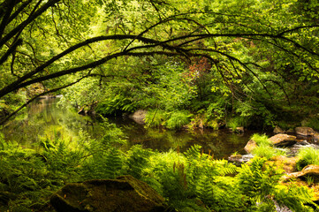 Trail on the Mandeo River