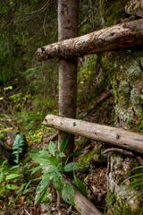 Explore the Serene Forest Edge Featuring a Rustic Wooden Ladder Among Lush Greenery and Flourishing Natural Flora Capturing the Essence of Tranquil Wilderness