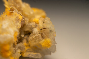 Close-up of red mold (Rhizopus oligosporus) growing on moist, spoiled rice. Shows fungal decay with...