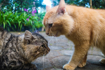 Ginger cat and brown cat fighting each other. Two angry cats fighting screaming, scratching and...
