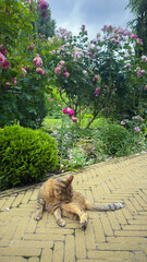 A Tranquil Cat Amidst Beautiful Roses in a Lush Garden Setting, Perfect for Serenity and Relaxation, Showcasing Nature's Beauty and Feline Charm