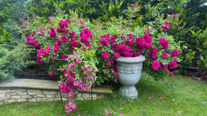 Vibrant display of colorful flowers in a well-maintained garden, showcasing striking pink roses...
