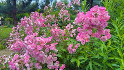 Vibrant Garden Scene Featuring Clusters of Beautiful Pink Flowers Amidst Lush Greenery Beneath a Bright Clear Sky, Creating a Serene and Peaceful Atmosphere