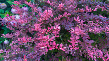 Vibrant Pink Leaves of a Shrub Offering a Delightful Touch of Nature's Beauty in a Garden Setting Surrounded by Lush Greenery and Colorful Blossoms, Perfect for Garden Lovers