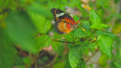 Beautiful flowers and butterfly in garden