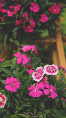 Beautiful flowers and butterfly in garden