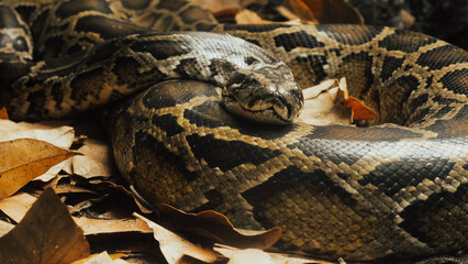 Thao Cam Vien zoo in Ho Chi Minh city